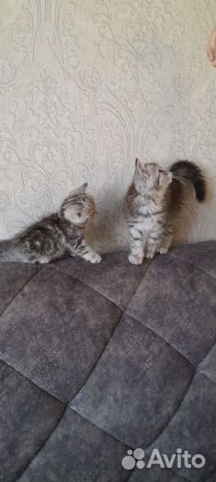 Шотландские вислоухие фолды и прямоухие страйты