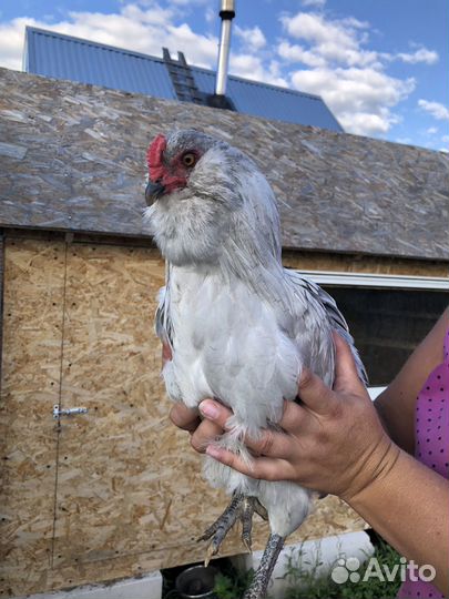 Молодой петушок Амераукана (Лаванда)