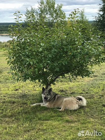 Щенок лайки