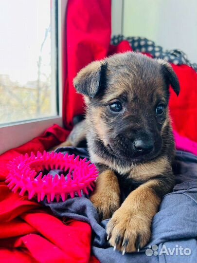 Щенки 1 мес. малыши спасеныши