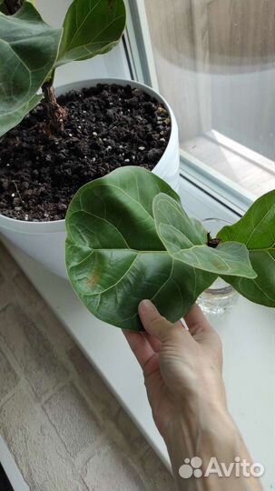 Фикус лирата бамбино