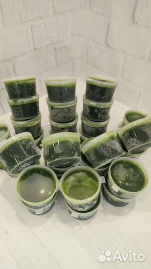 Витграсс в наличии и под заказ