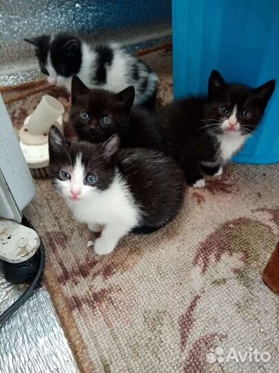 Отдам котят в добрые руки, от кошки мыщеловки