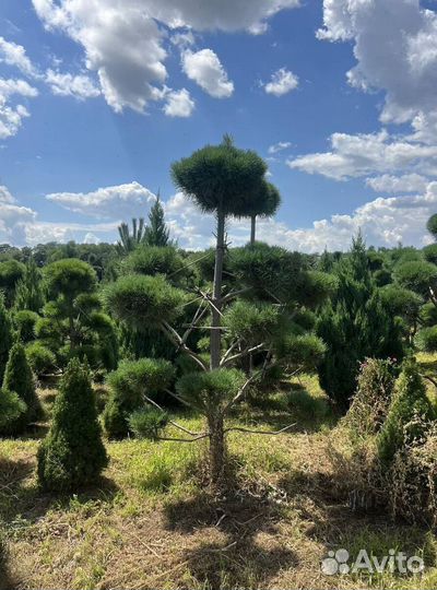 Туя Смарагд с бесплатной доставкой