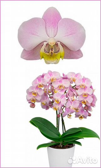 Цветущие орхидеи Сакура, Angel Eyes мультифлоры