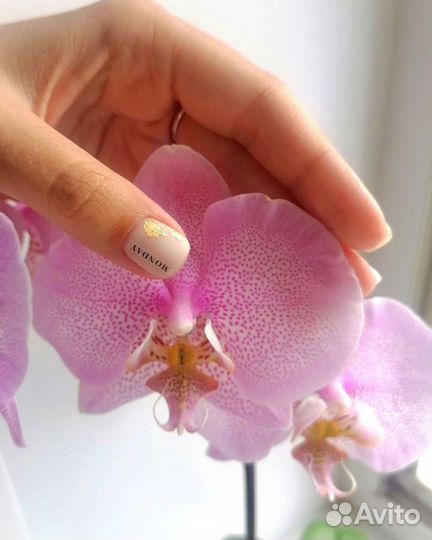 Маникюр, покрытие гель лак, шеллак