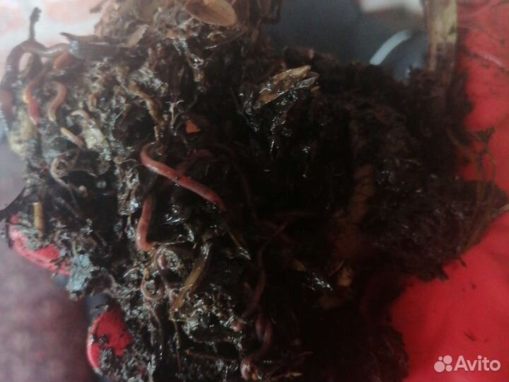 Червь для рыбалки