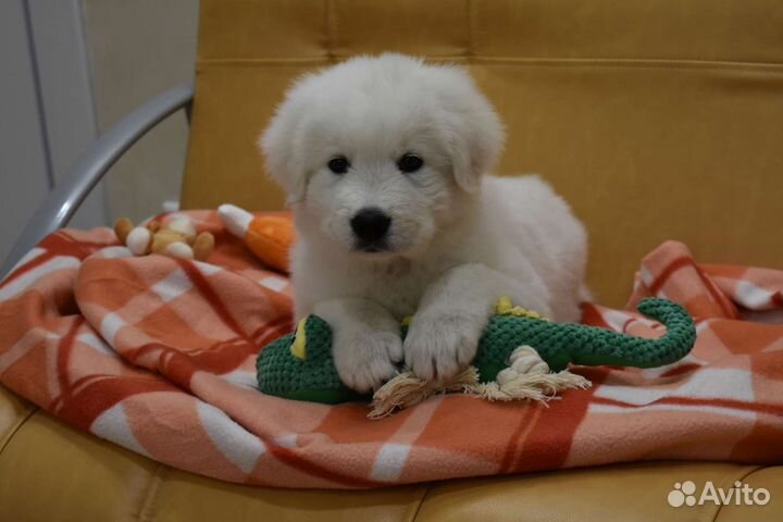 Щенки Мареммо-абруцкой овчарки (Маремма)