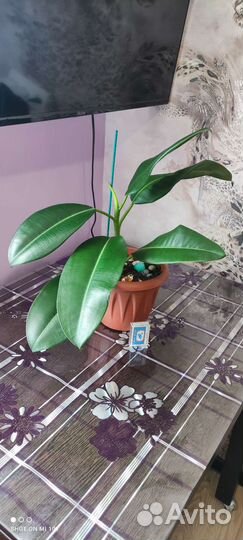 Диффенбахия