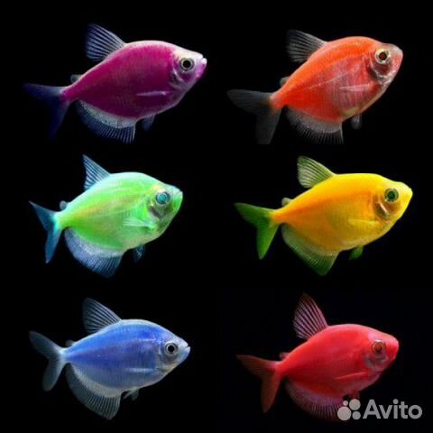 Аквариумные рыбки
