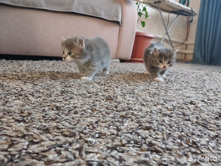 Чистокровные котята Курильского бобтейла