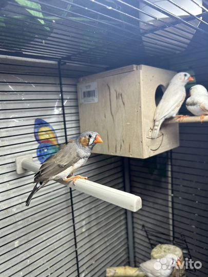 Зебровые амадины