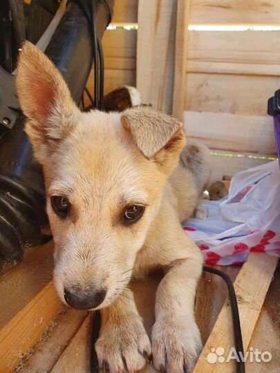 Щеноки в добрые руки