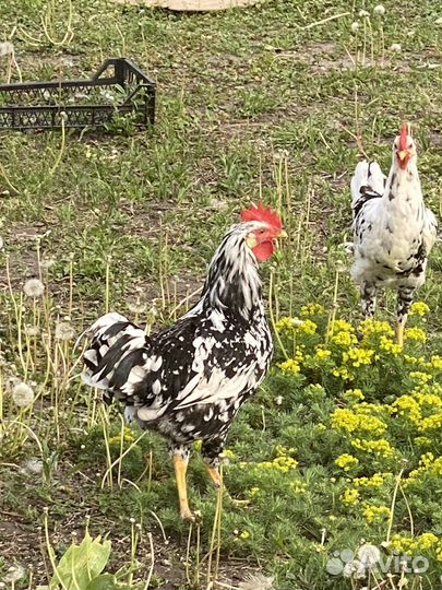 Петухи долматинцы