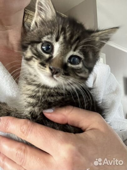 Котенок в добрые руки
