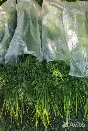 Свежая зелень