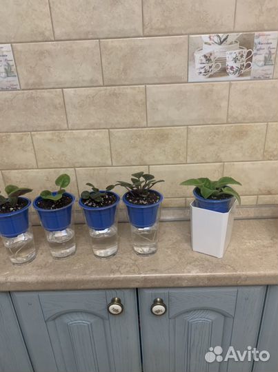 Фиалка Сортовая