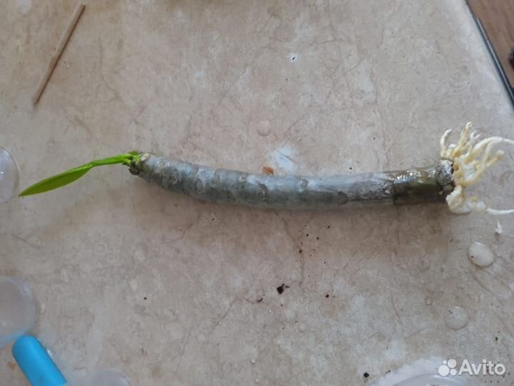 Плюмерия, символ Бали