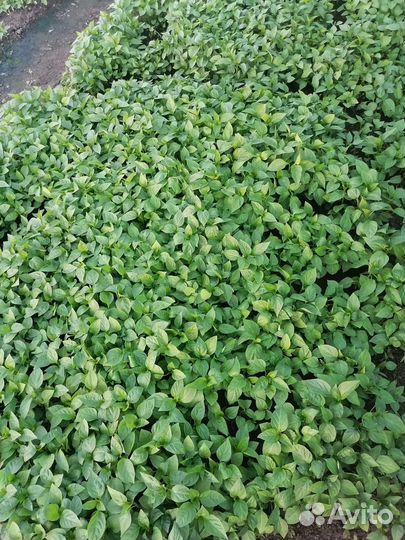 Рассада баклажан и перца