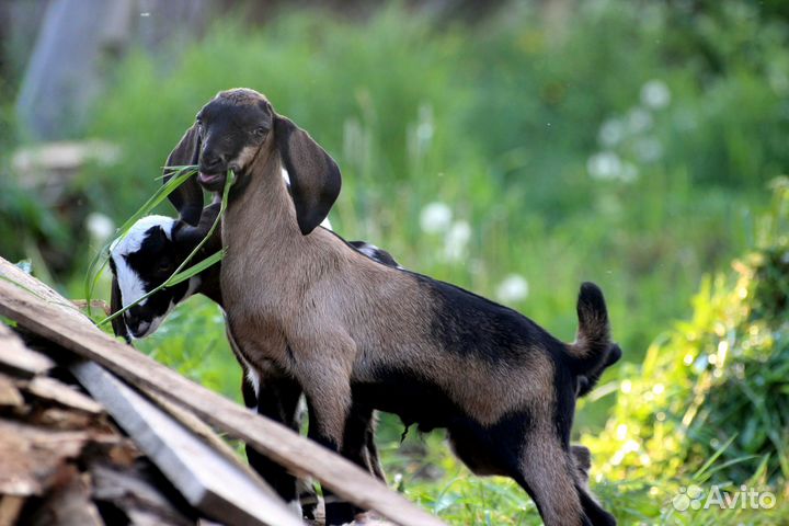 Продаются козы, козлята