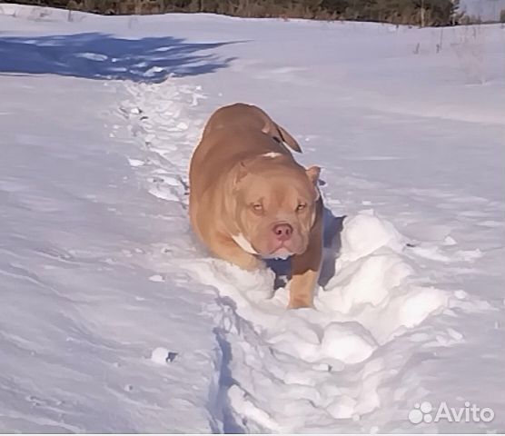 Два колобочка американский булли
