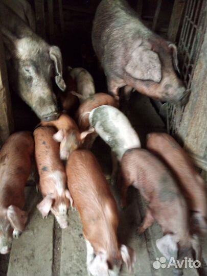Поросята, свинки