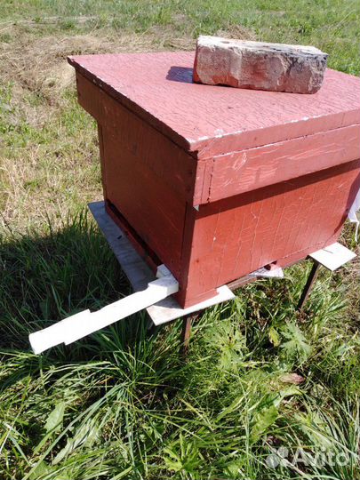 Пчёлы, матки, пакеты