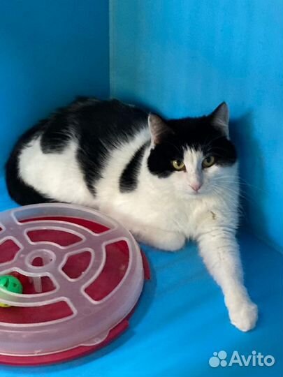 Йохан. Красив. Умен. Брутален