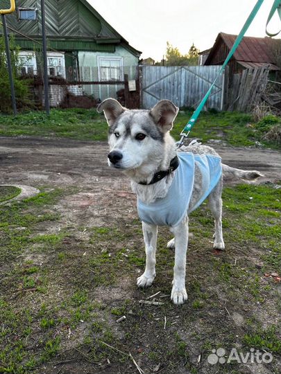 Собака стерелизованнная