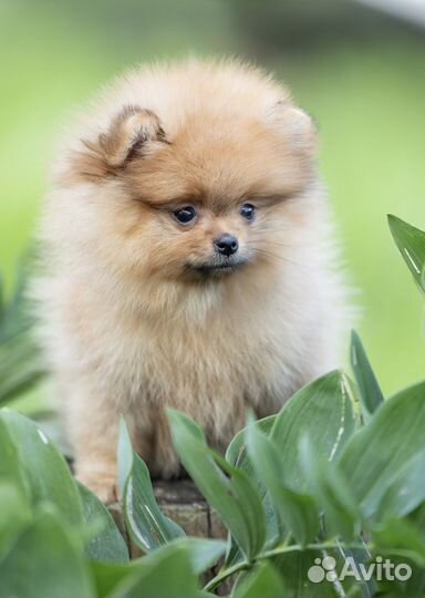 Мини шпиц super девочка