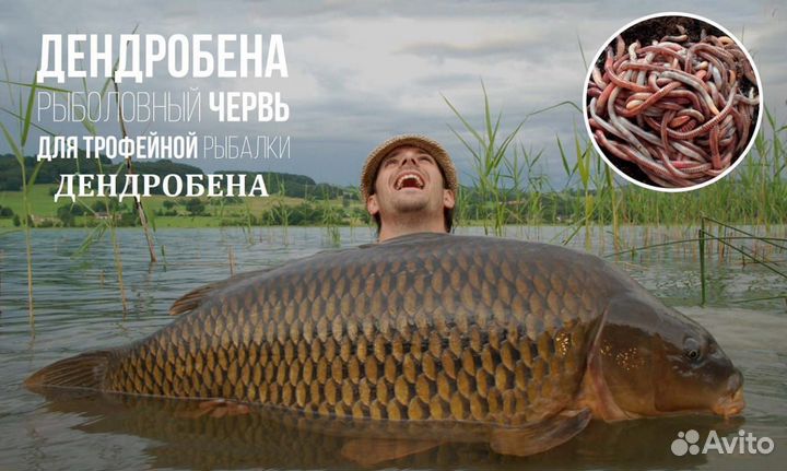 Червь дендробена