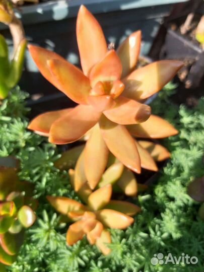 Комнатные растения