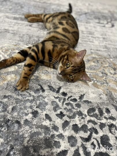 Бенгальский кот вязка