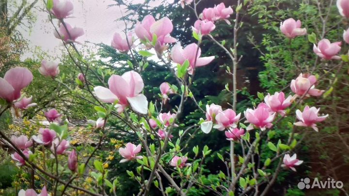 Магнолия Суланжа