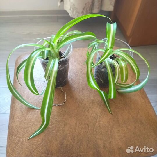 Хлорофитум кудрявый