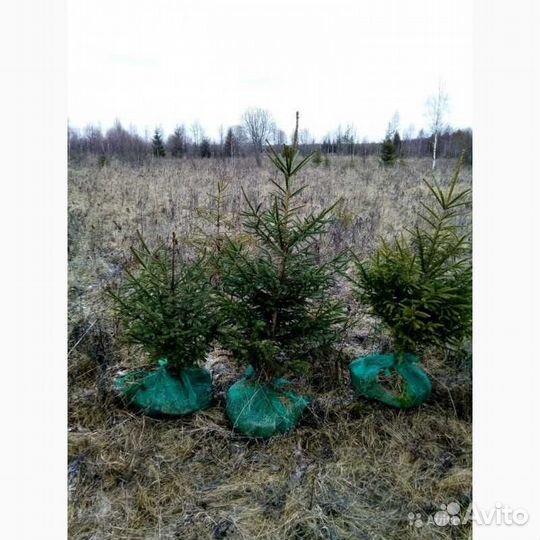 Ель большой выбор саженцев