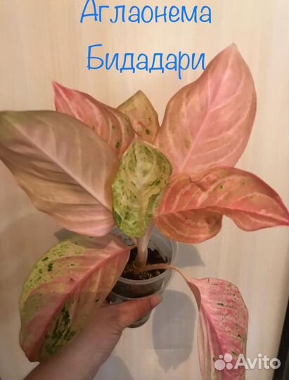 Сортовые аглаонемы