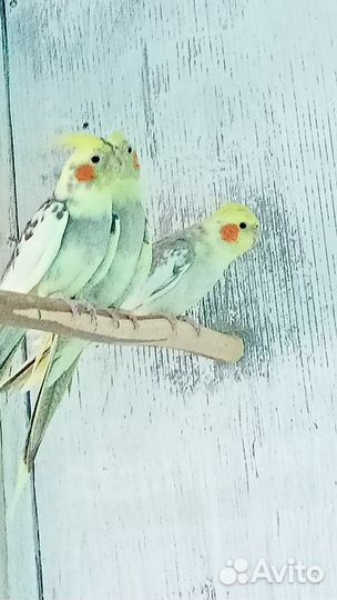 Попугаи разных пород,розелла,корелла,воробьиный