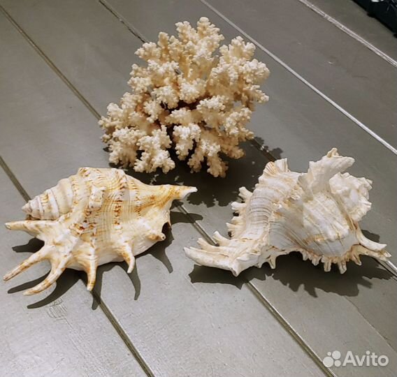 Ракушки для аквариума