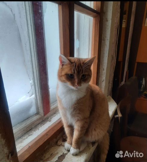 Кошки
