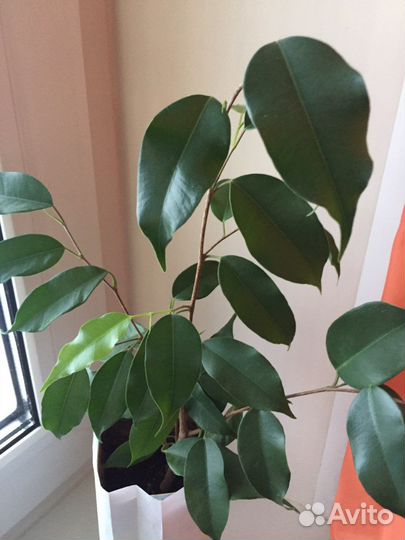 Фикус бенджамина