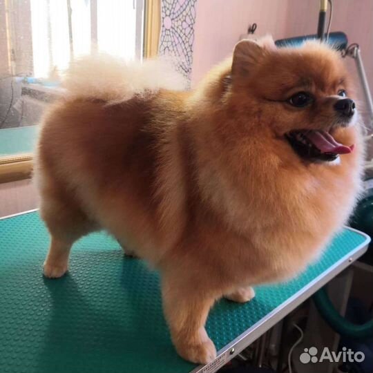 Стрижка собак и кошек