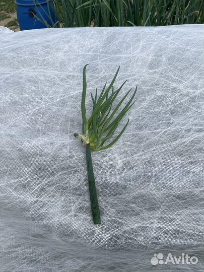 Живородящий чудо лук на перо