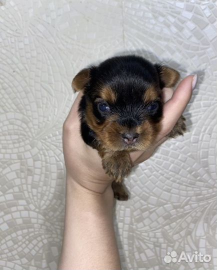 Йоркширский терьер мини беби фейс щенки