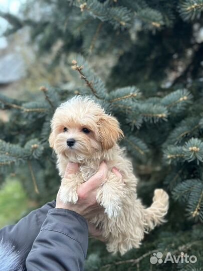 Мальтипу мини