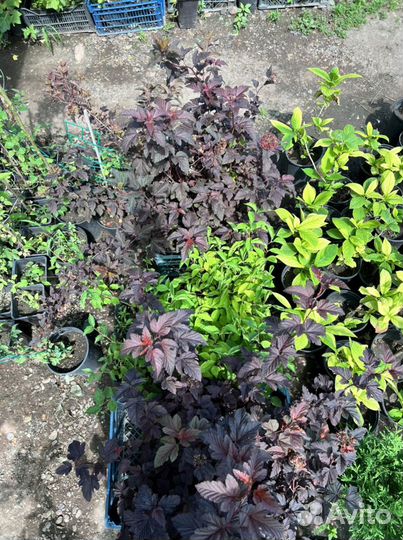 Пузыреплодник