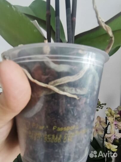 Орхидея биглип фисташковый