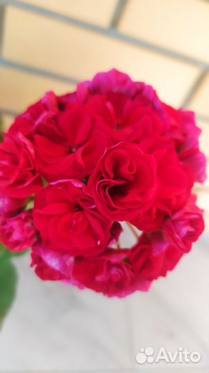 Пеларгония