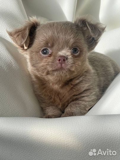 Чихуахуа мини