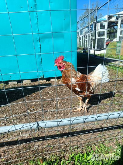 Молодые петухи